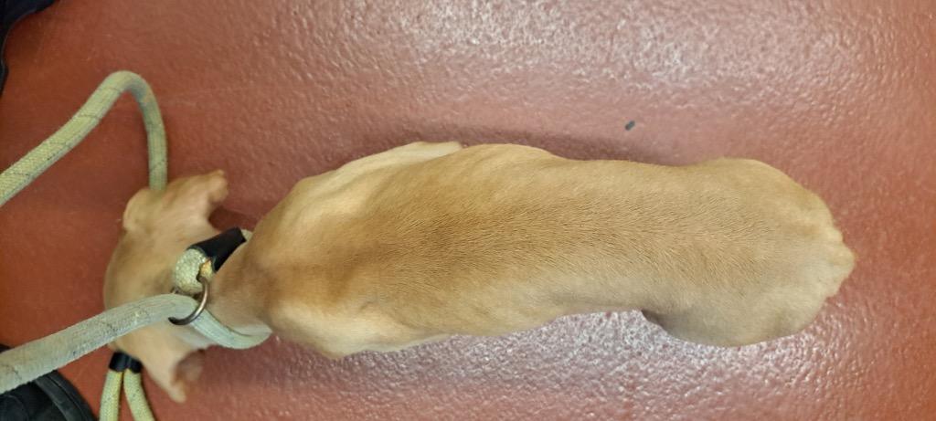 Caramel, a Adoptable mixed breed in Douglasville, GA image 2/4