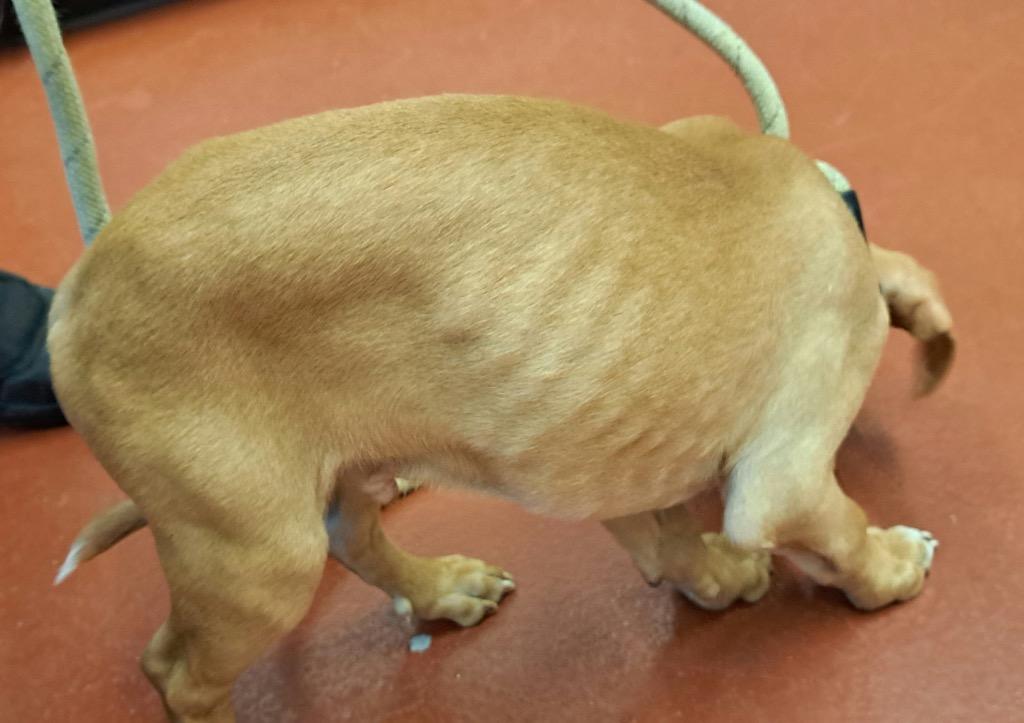 Caramel, a Adoptable mixed breed in Douglasville, GA image 3/4