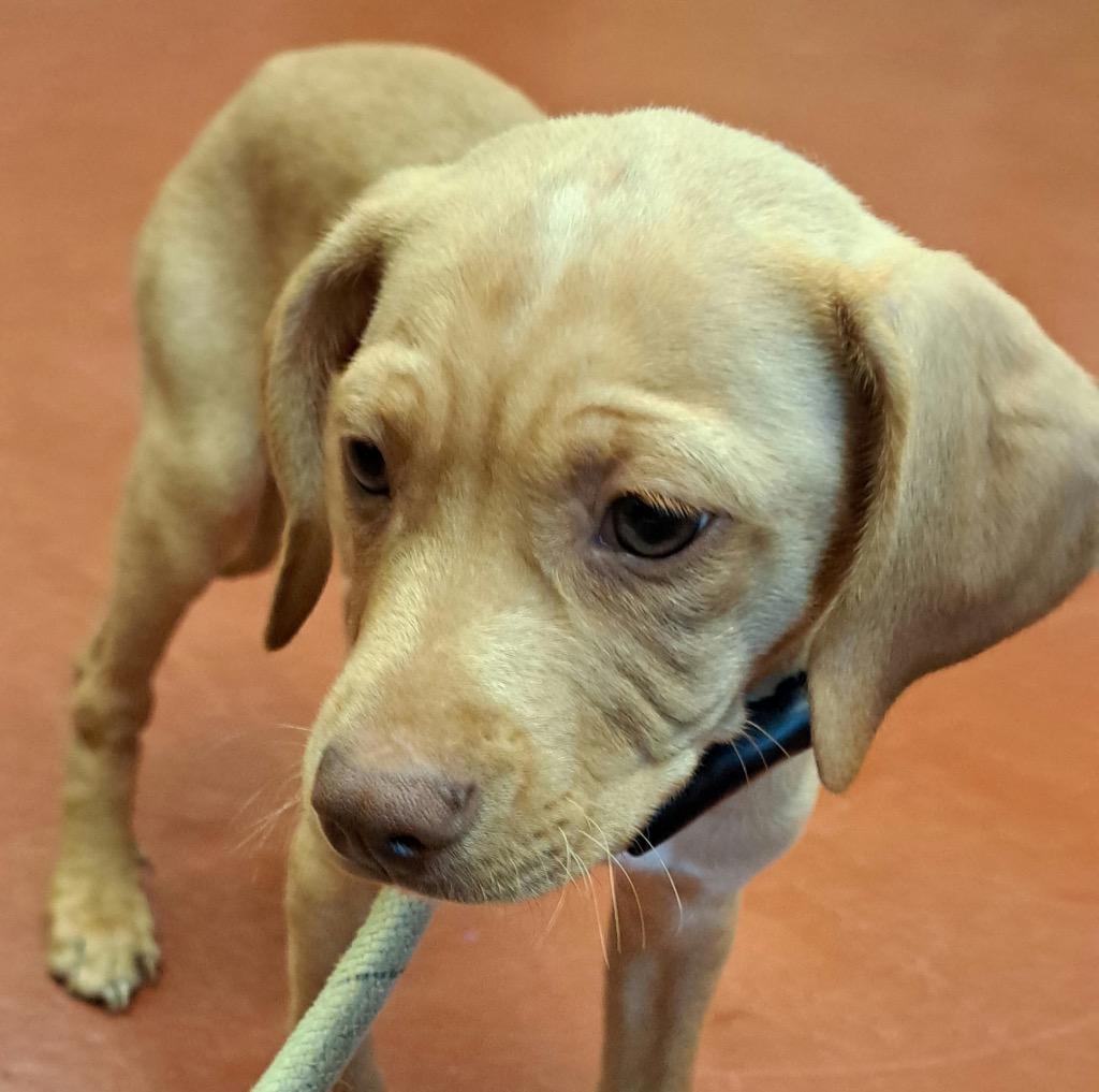 Caramel, a Adoptable mixed breed in Douglasville, GA image 4/4