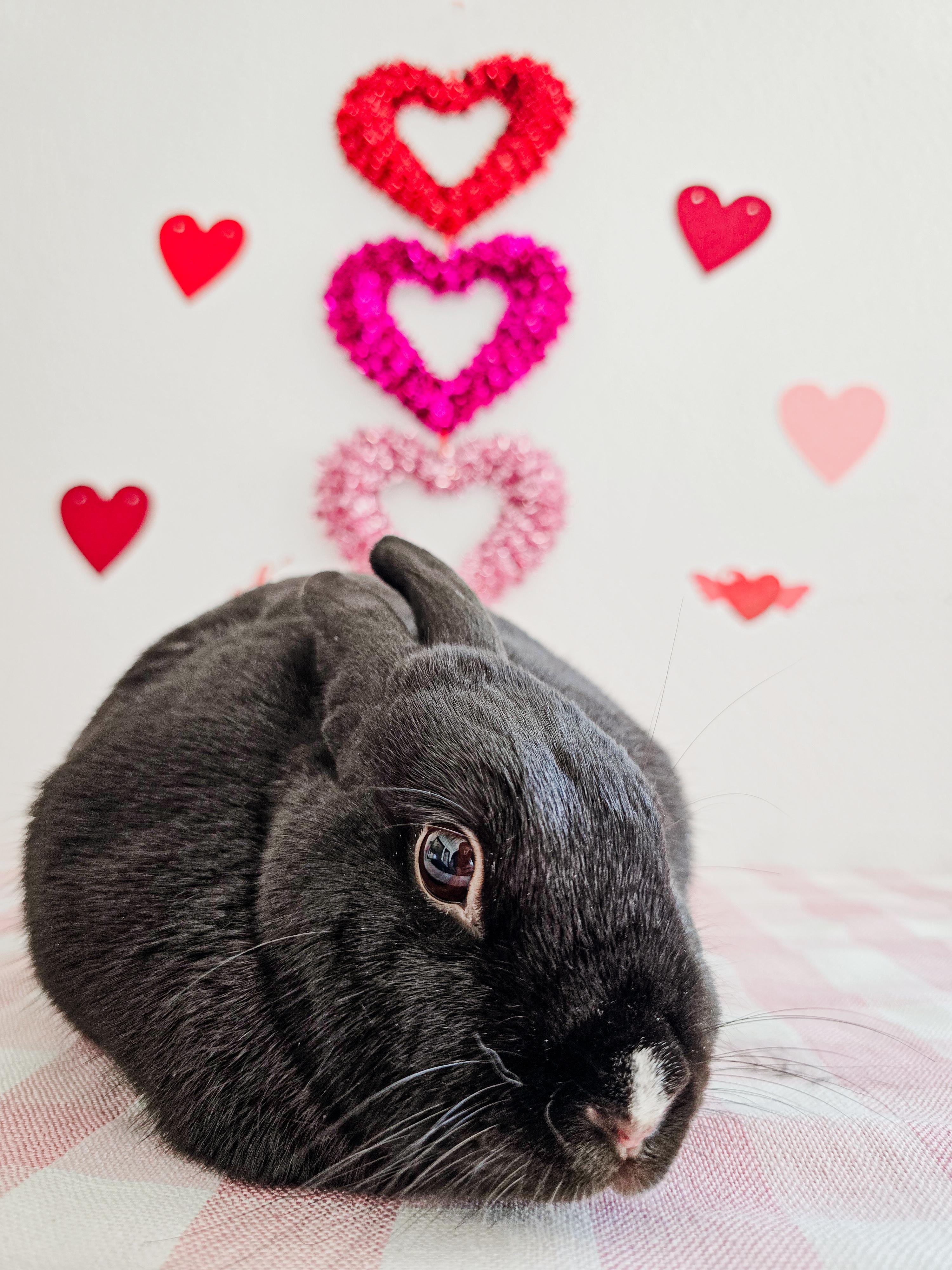 Minx, ADOPTABLE, Adult Female Bunny Rabbit.
