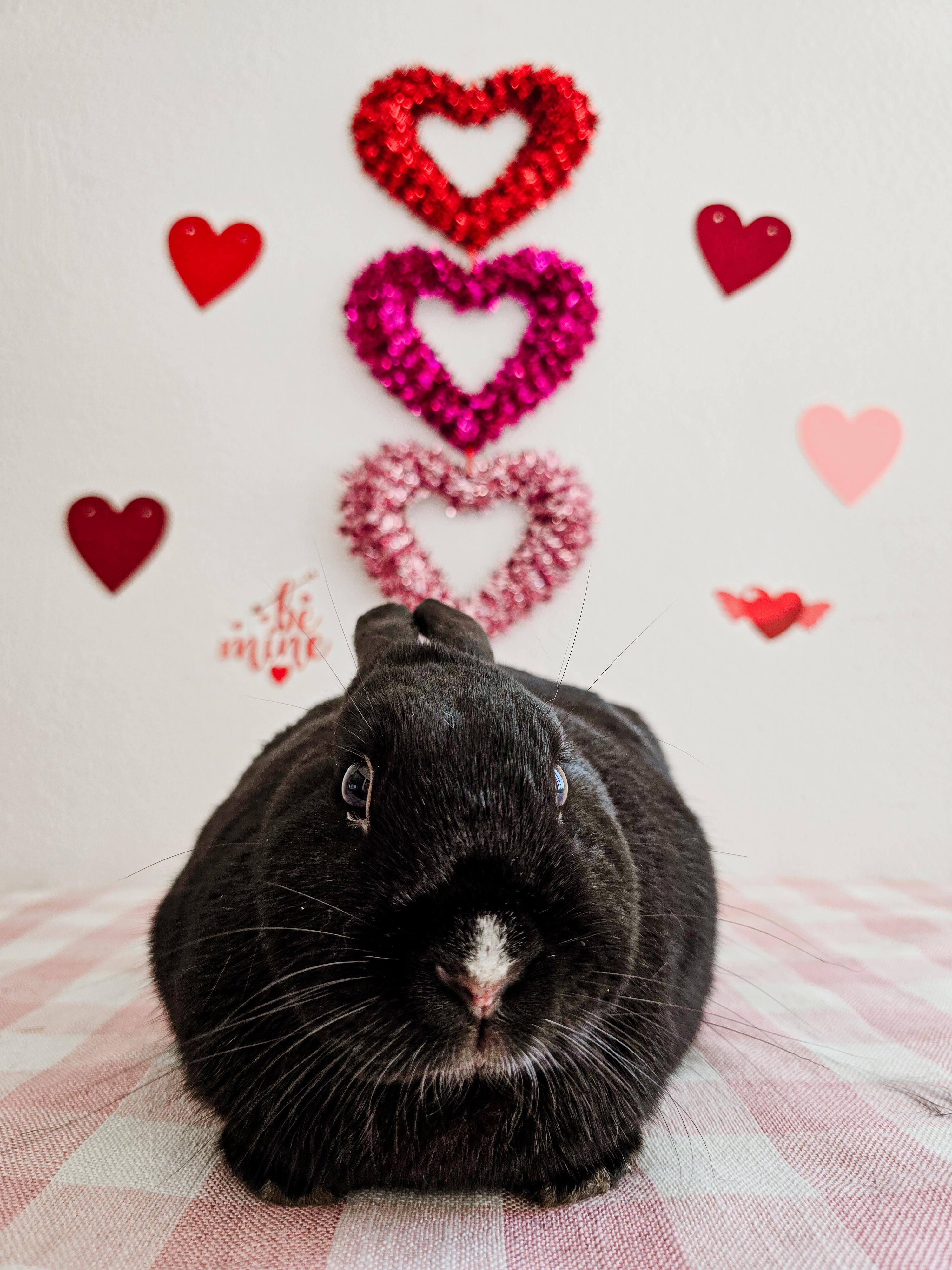 Enlarge Minx, a ADOPTABLE Bunny Rabbit in Long Beach, CA image 2/2