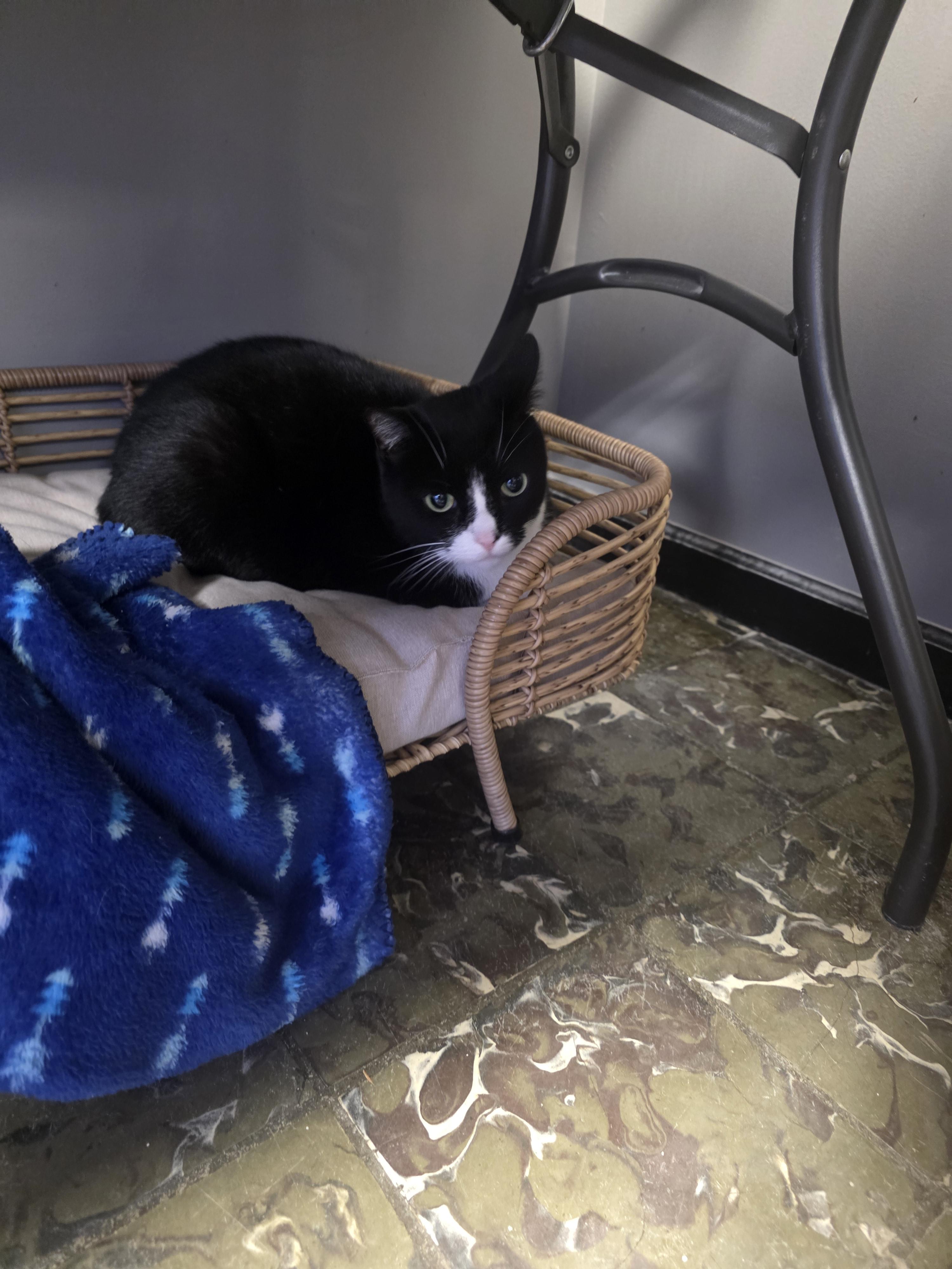 Enlarge Toula , an adopted Domestic Short Hair in Hamburg, NY image 2/3