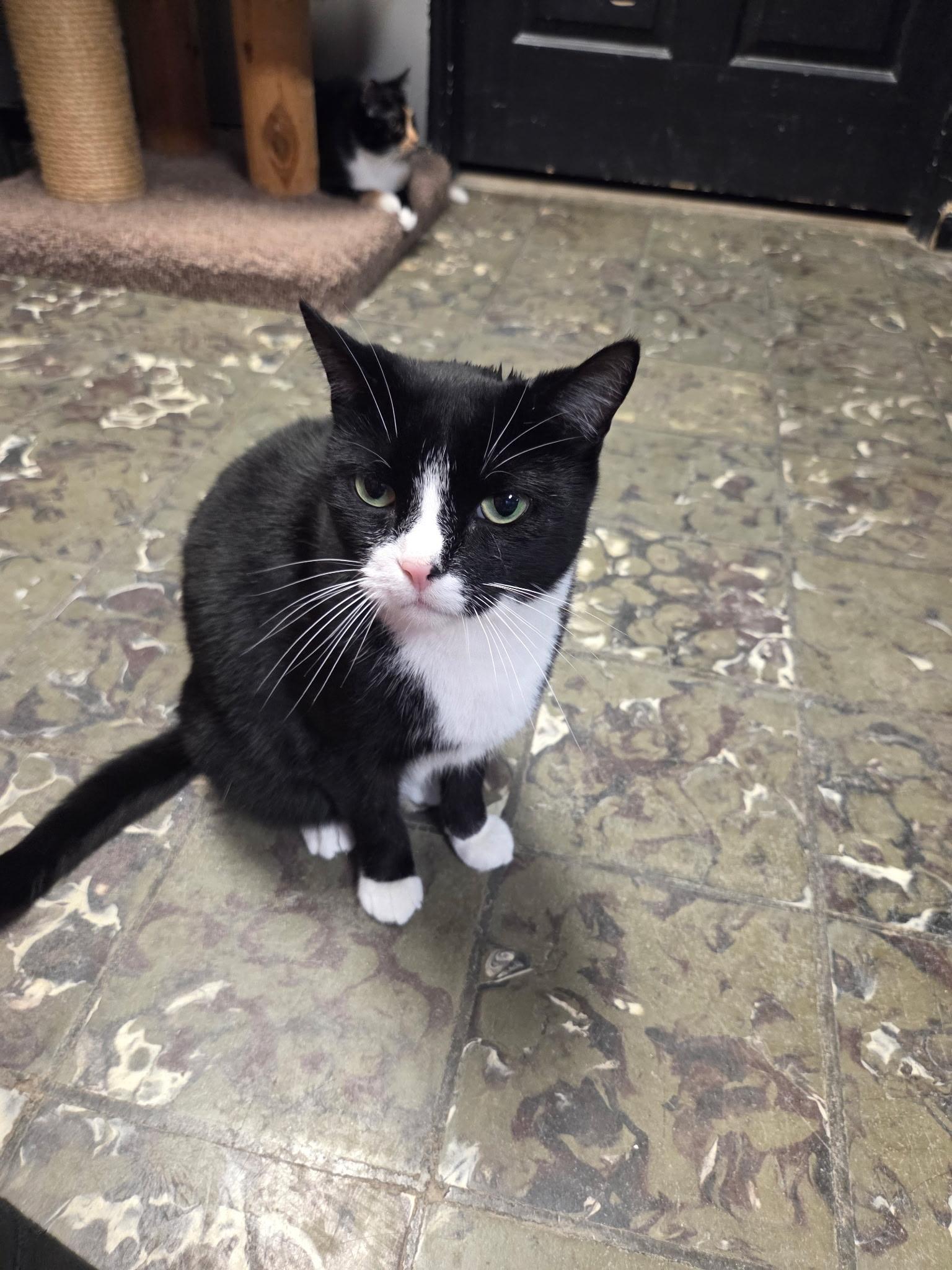 Enlarge Toula , an adopted Domestic Short Hair in Hamburg, NY image 3/3