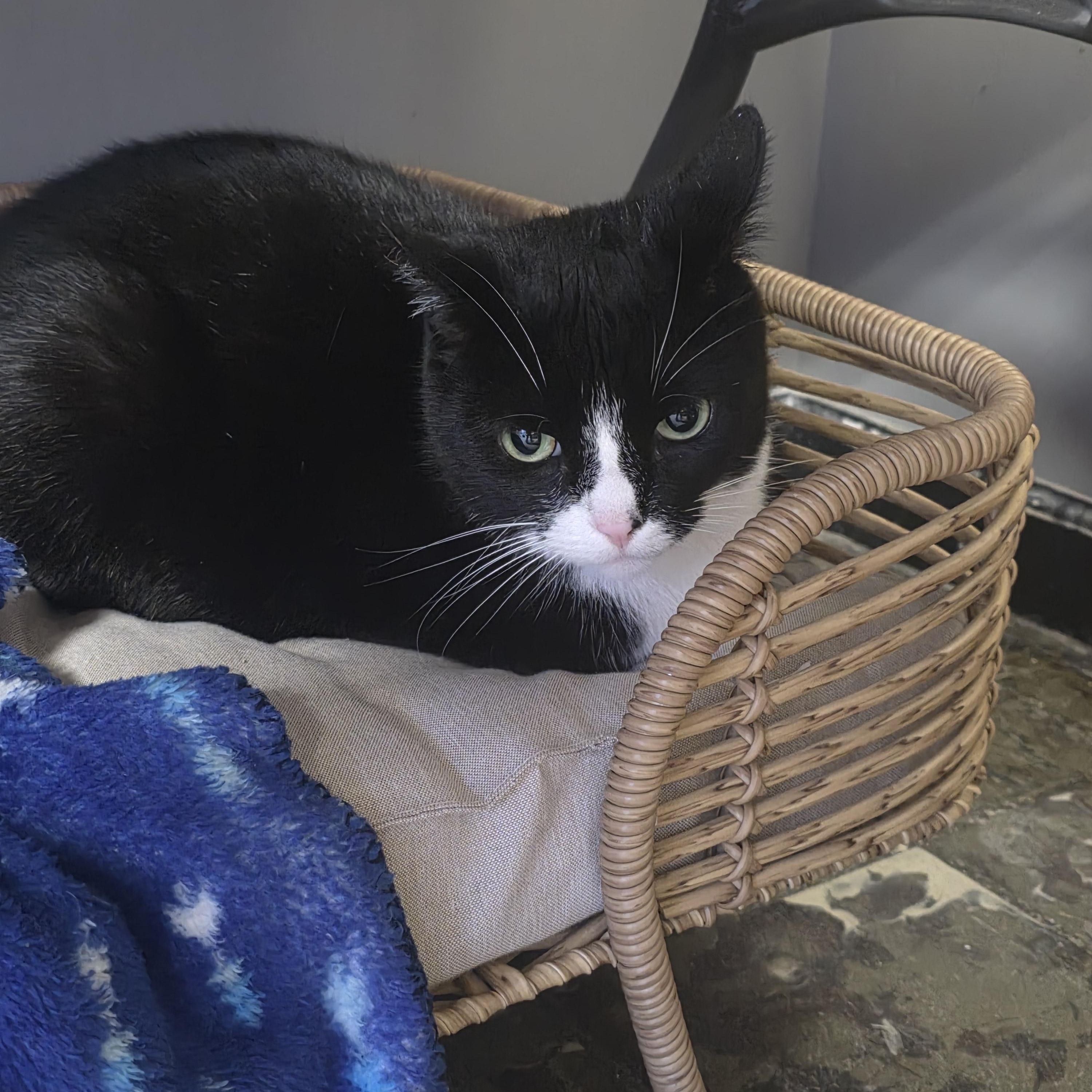 Toula , adopted, Young Female Domestic Short Hair.