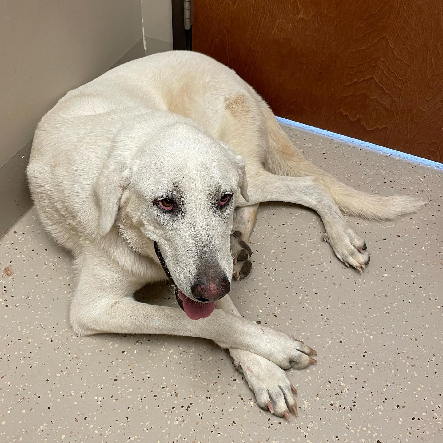 Enlarge Gretl, a Adoptable Akbash in Whitewright, TX image 1/3