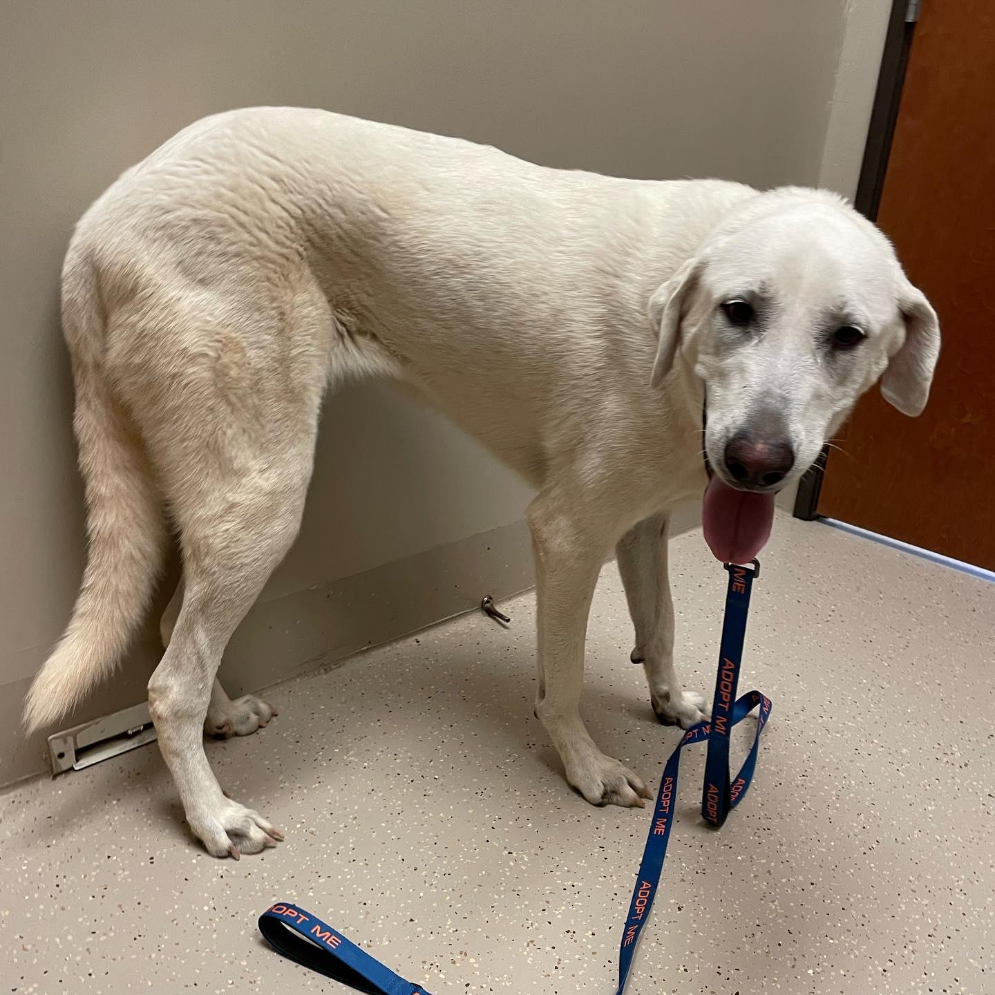 Enlarge Gretl, a Adoptable Akbash in Whitewright, TX image 2/3