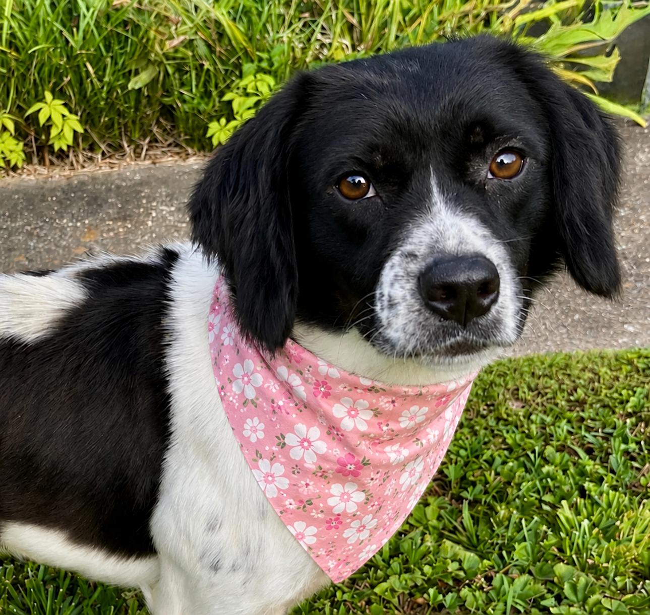 Willow, ADOPTABLE, Young Female Brittany Spaniel & Pointer.