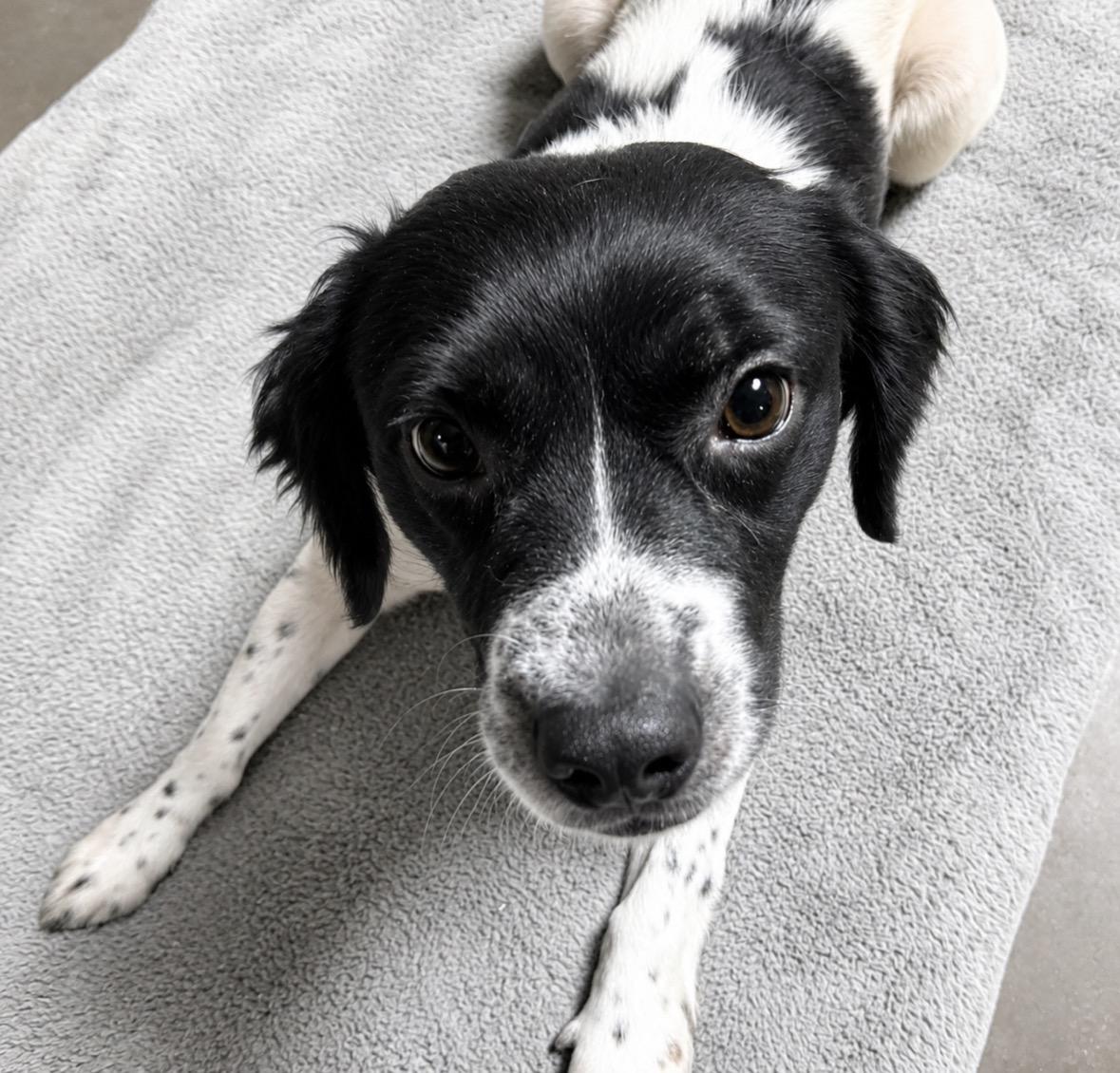 Willow, a ADOPTABLE mixed breed in Ooltewah, TN image 3/6