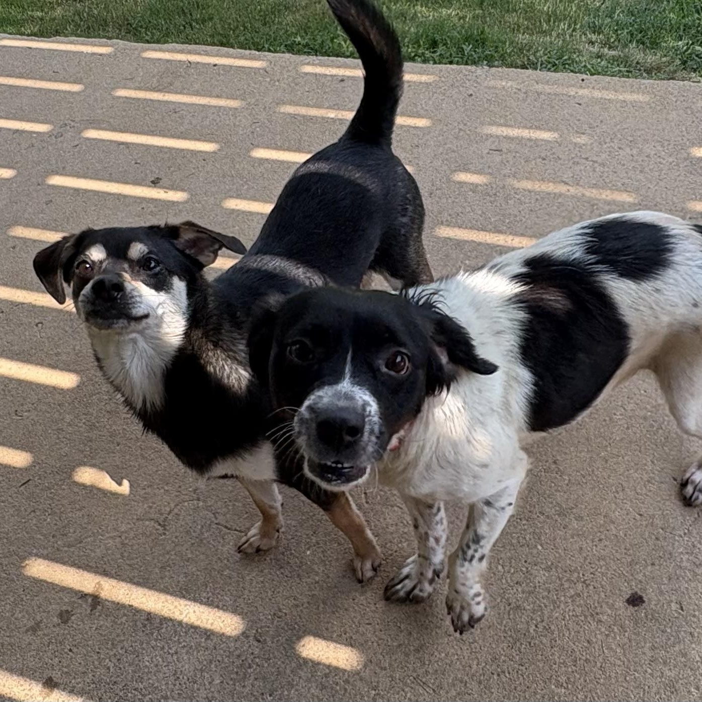 Willow, a ADOPTABLE mixed breed in Ooltewah, TN image 6/6