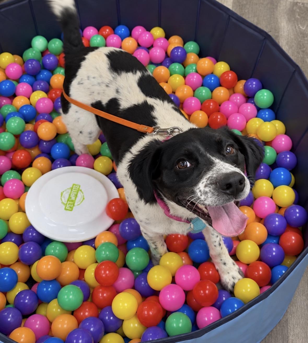 Willow, a ADOPTABLE mixed breed in Ooltewah, TN image 5/6