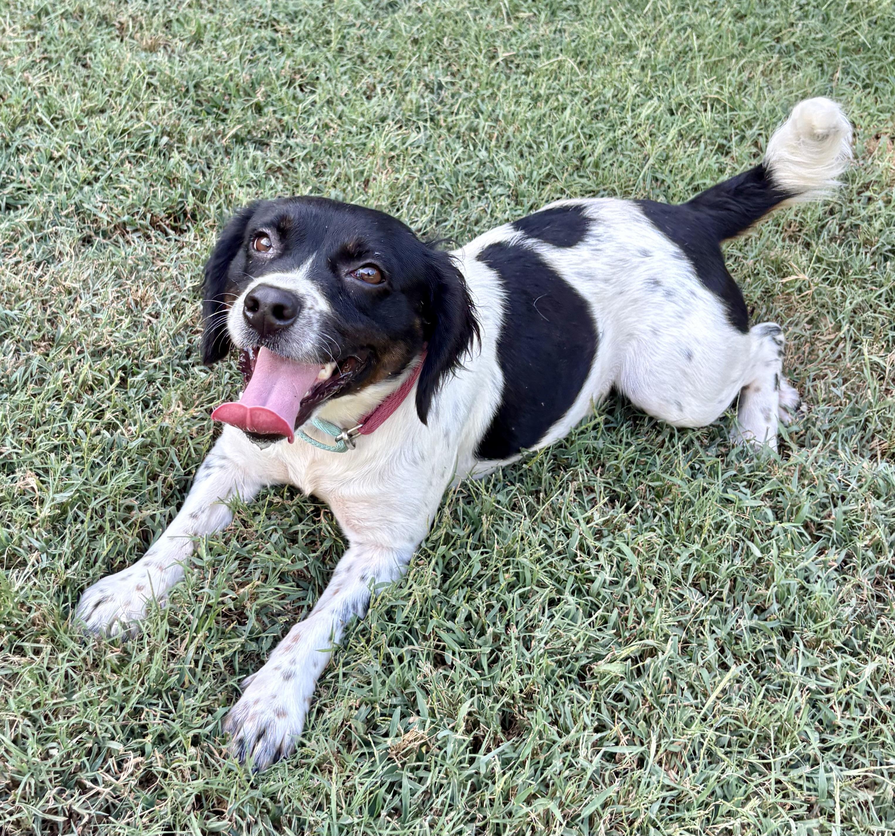 Enlarge Willow, a Adopted mixed breed in Ooltewah, TN image 5/5