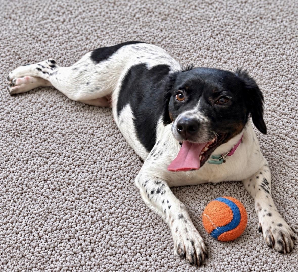 Willow, Adopted, Young Female Brittany Spaniel & Pointer.