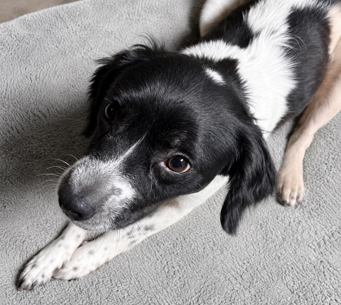 Willow, a ADOPTABLE mixed breed in Ooltewah, TN image 4/6
