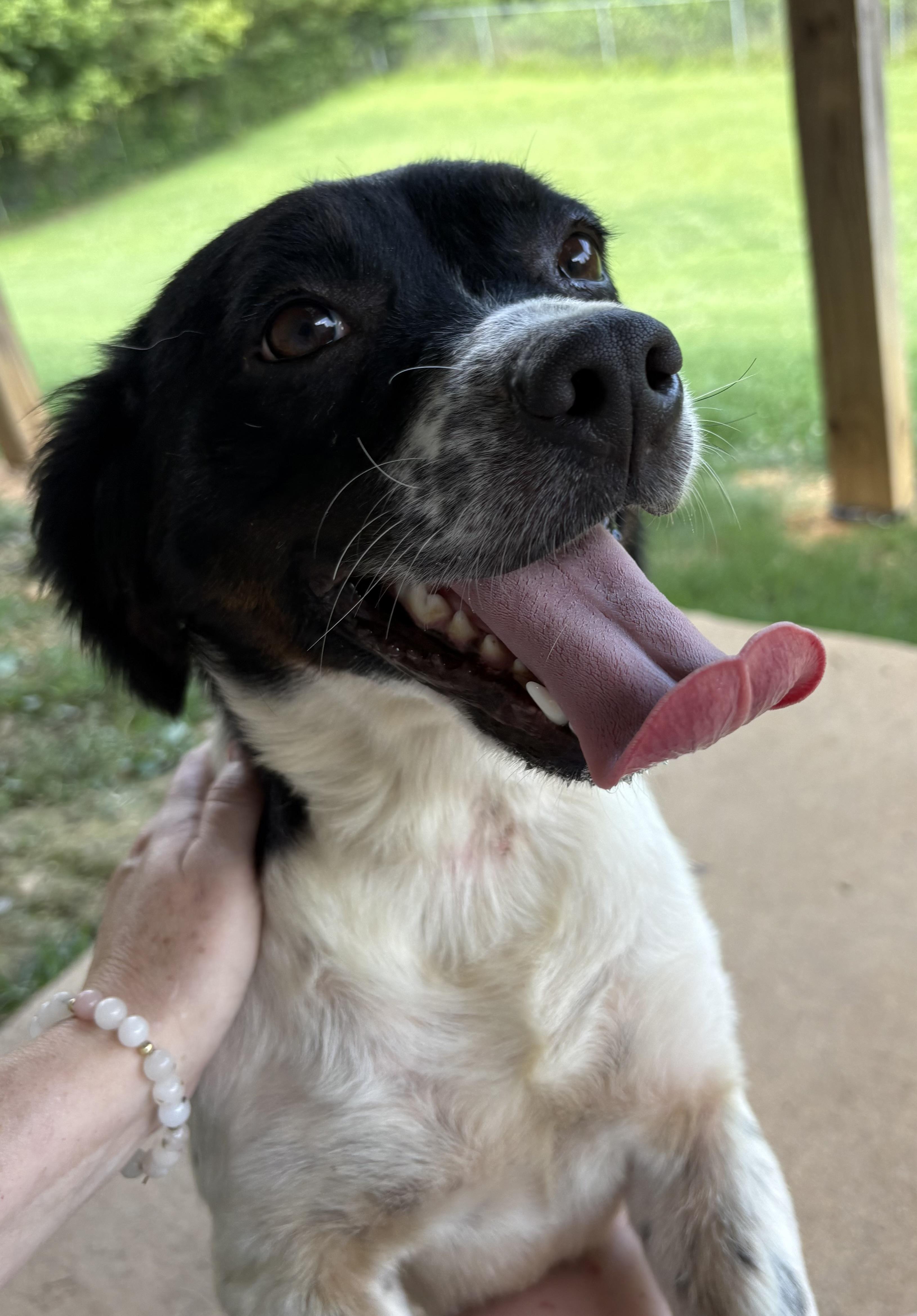 Willow, a ADOPTABLE mixed breed in Ooltewah, TN image 5/6