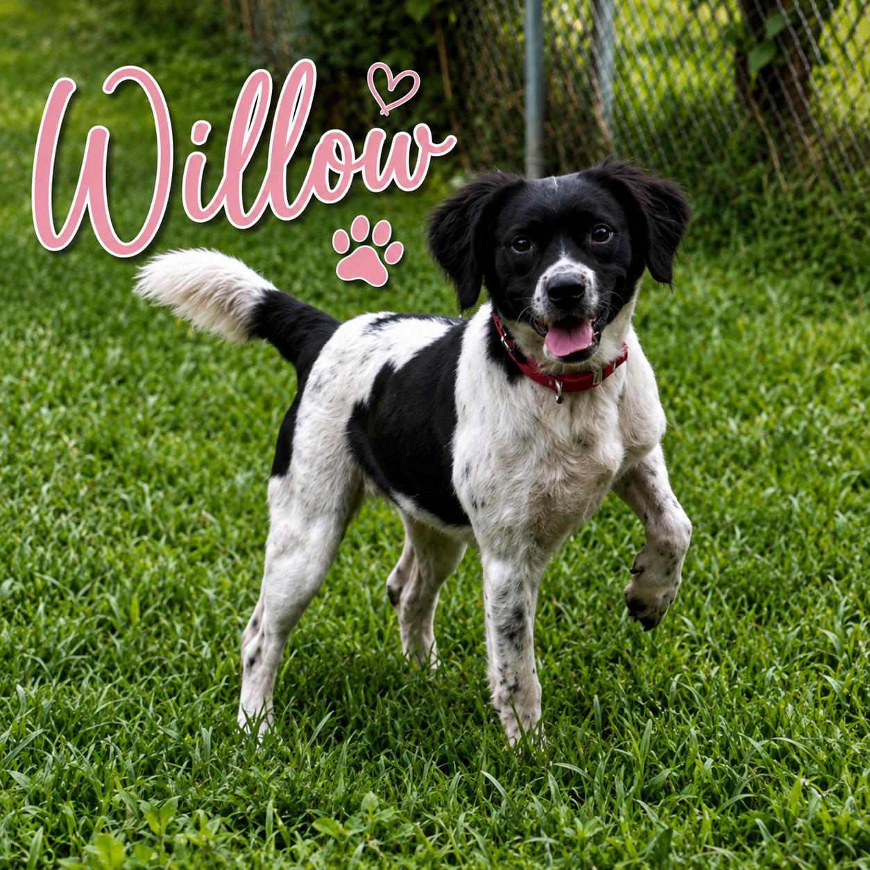 Willow, a ADOPTABLE mixed breed in Ooltewah, TN image 2/6