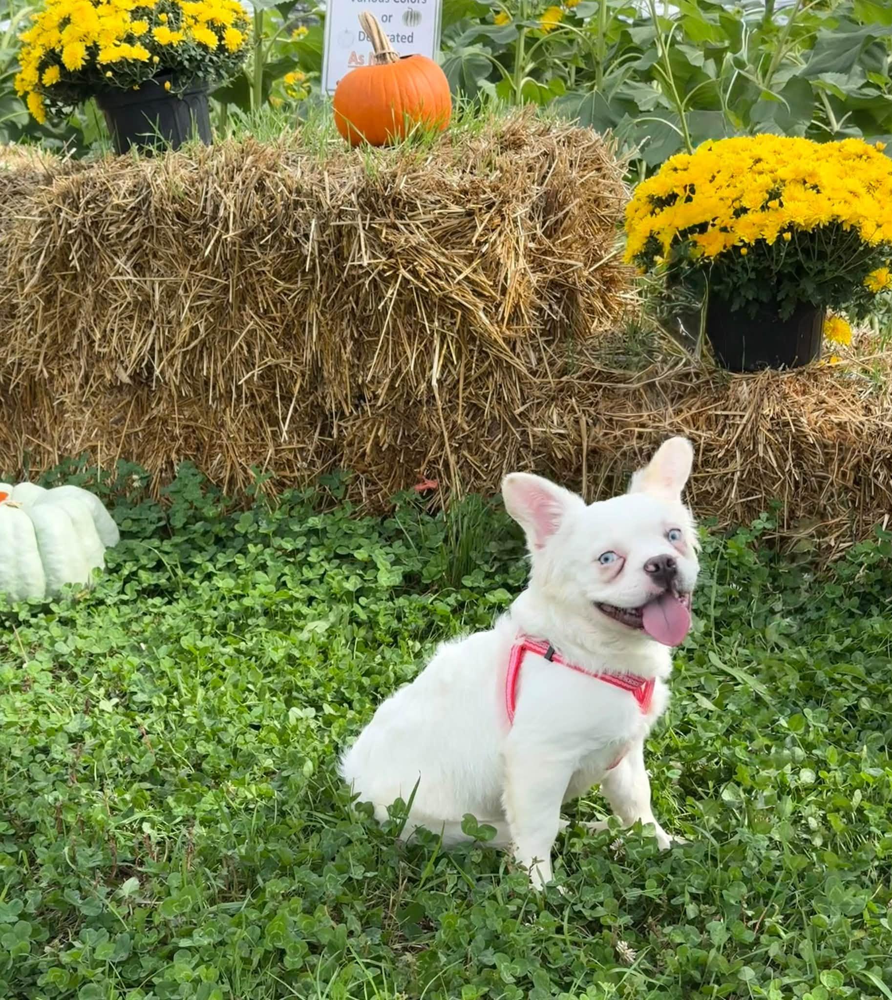 Enlarge Loestrin, a Adoptable French Bulldog in Jarrettsville, MD image 3/4