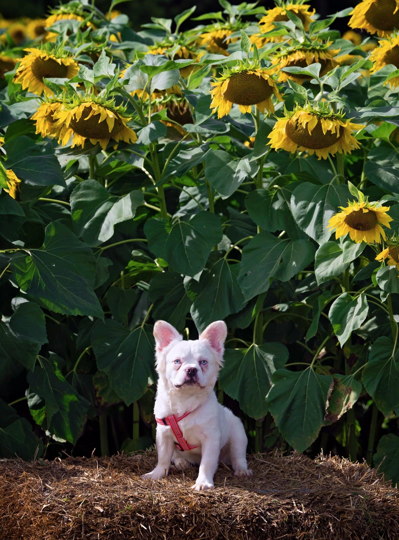 Loestrin, Adoptable, Young Male French Bulldog.