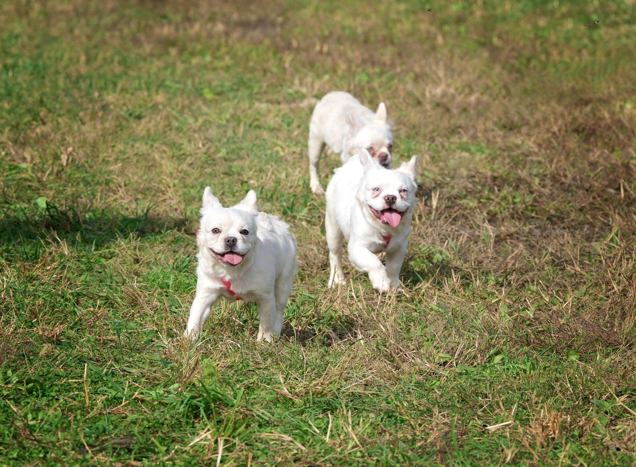 Enlarge Loestrin, a Adoptable French Bulldog in Jarrettsville, MD image 4/4