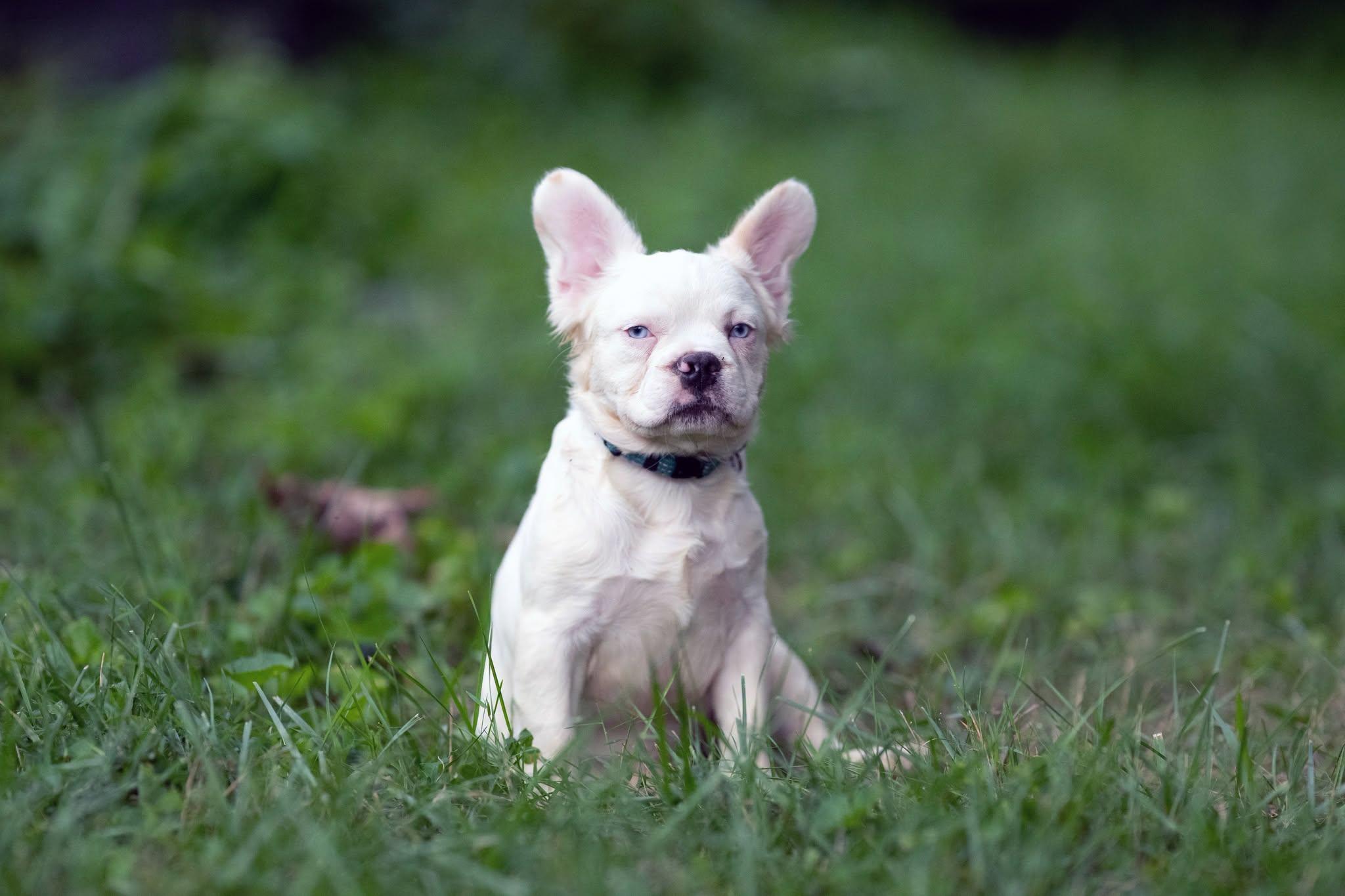 Enlarge Loestrin, a Adoptable French Bulldog in Jarrettsville, MD image 2/4