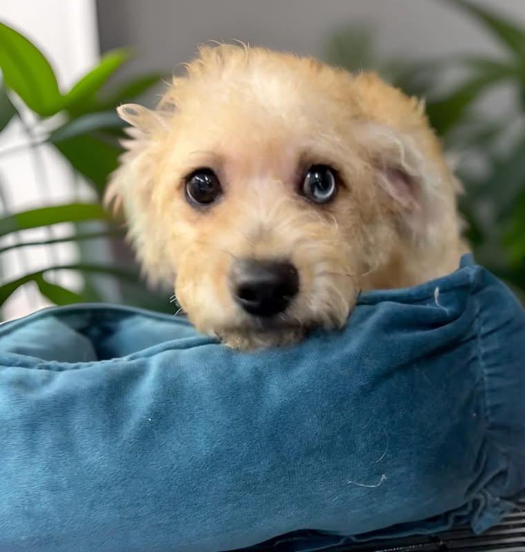 Bowie, Adopted, Puppy Male Goldendoodle.