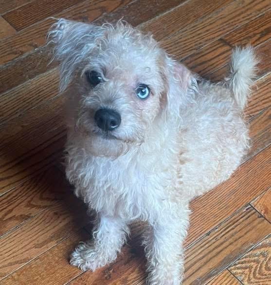 Enlarge Bowie, a Adopted mixed breed in Mahopac, NY image 3/4