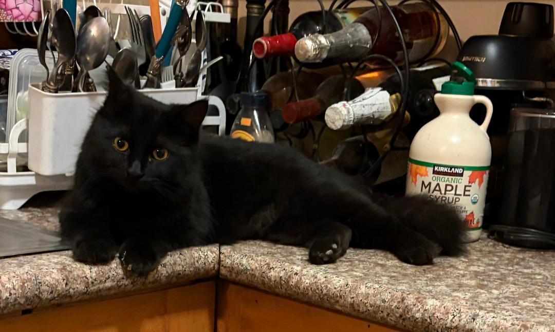 Tallulah (Lulu), a ADOPTABLE mixed breed in Oakland, CA image 2/3