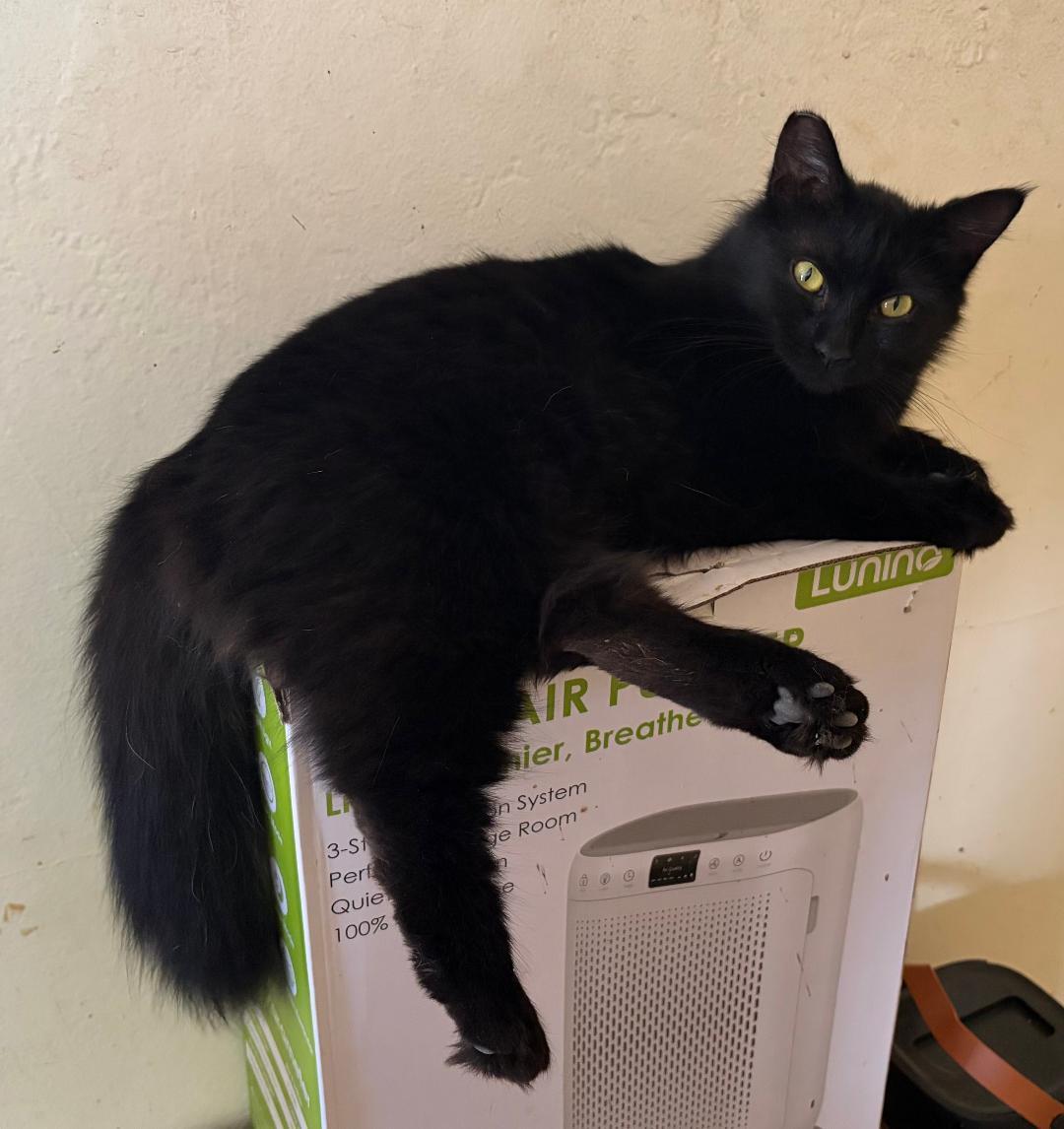 Tallulah (Lulu), ADOPTABLE, Young Female Maine Coon & Domestic Medium Hair.