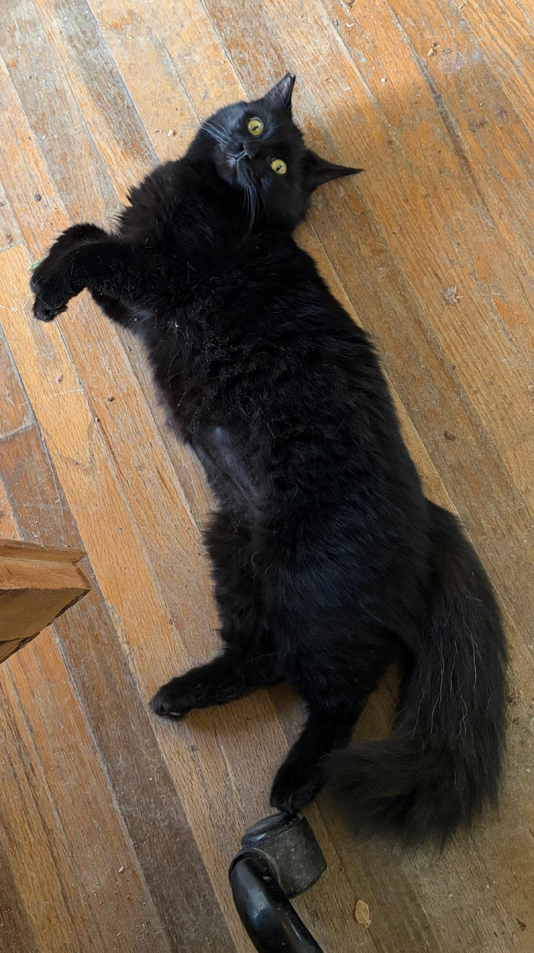 Tallulah (Lulu), a ADOPTABLE mixed breed in Oakland, CA image 3/3