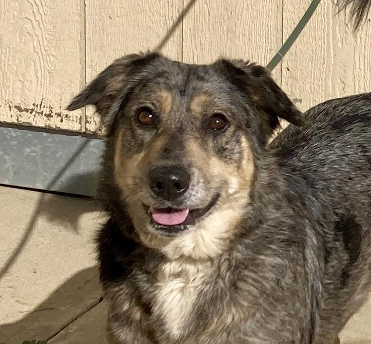 Copper, ADOPTABLE, Adult Female Australian Shepherd & Australian Cattle Dog / Blue Heeler.
