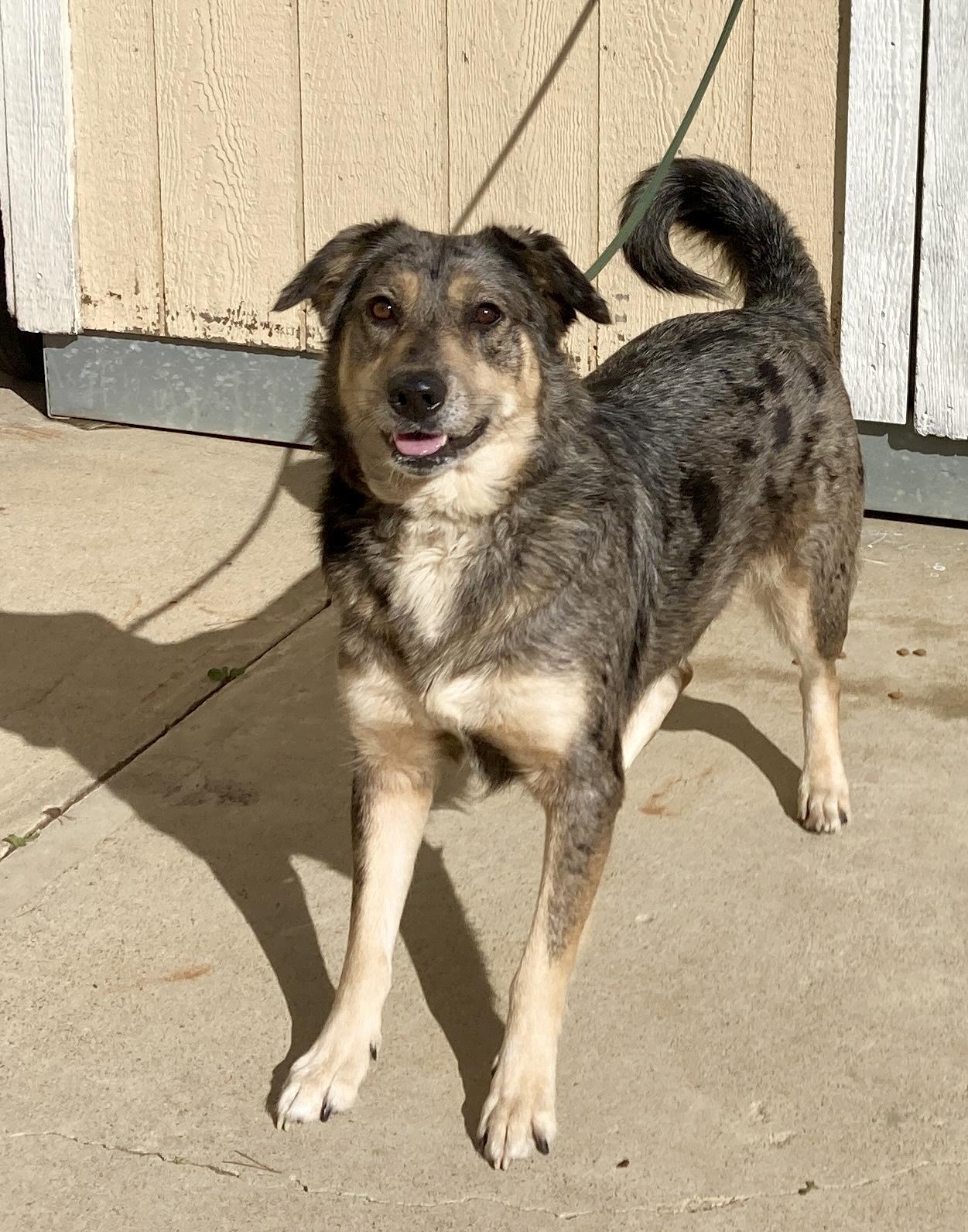 Enlarge Copper, a ADOPTABLE mixed breed in Camp Pendleton, CA image 2/6