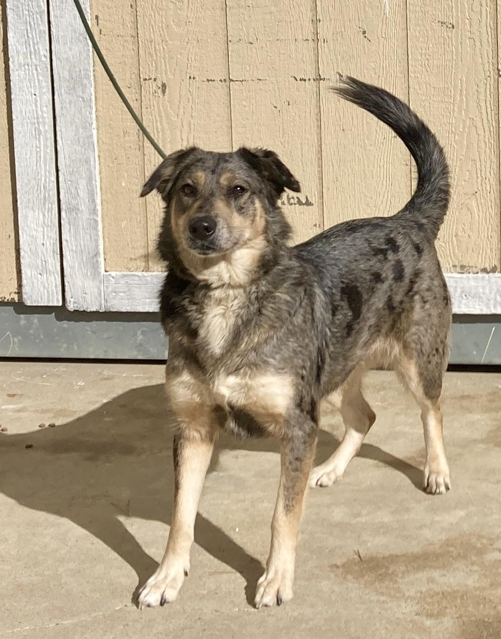 Enlarge Copper, a ADOPTABLE mixed breed in Camp Pendleton, CA image 5/6
