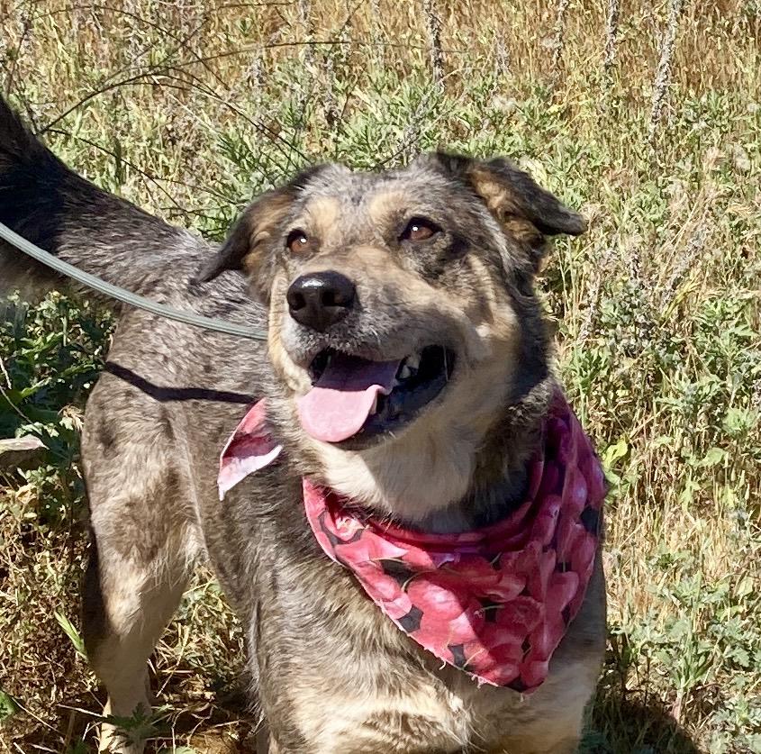 Copper, a ADOPTABLE mixed breed in Camp Pendleton, CA image 1/6