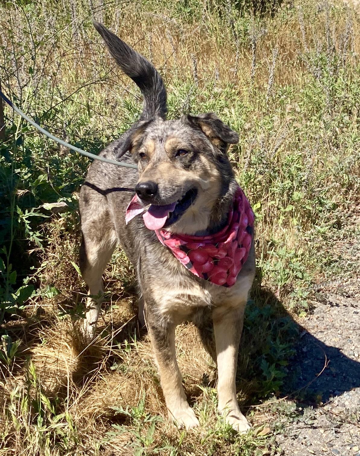 Copper, a ADOPTABLE mixed breed in Camp Pendleton, CA image 2/6