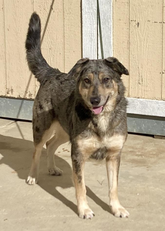 Enlarge Copper, a ADOPTABLE mixed breed in Camp Pendleton, CA image 4/6