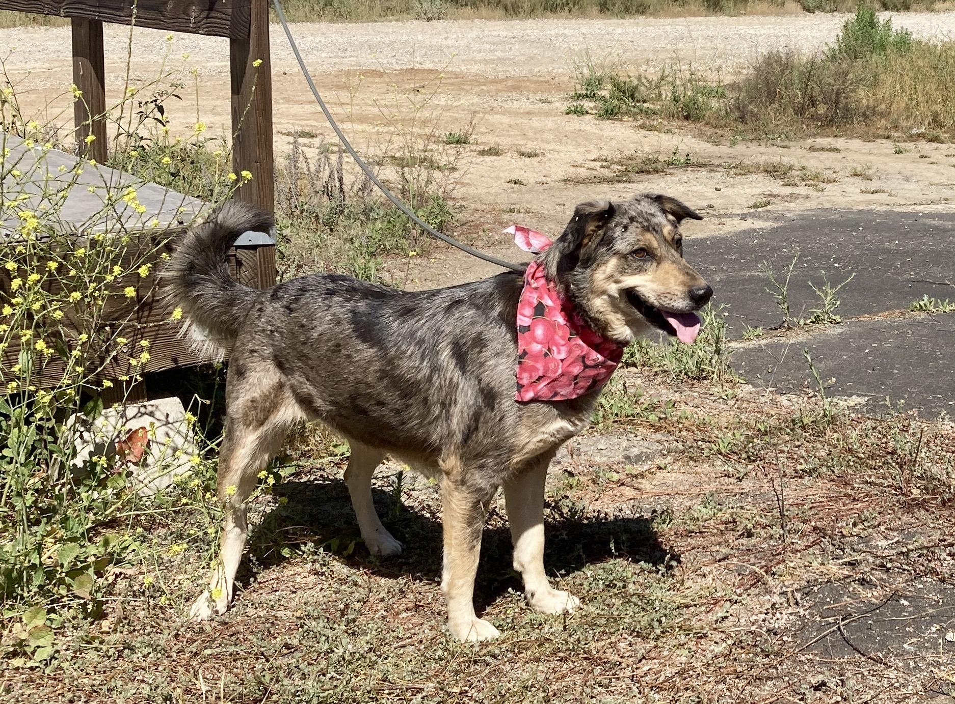 Copper, a ADOPTABLE mixed breed in Camp Pendleton, CA image 3/6