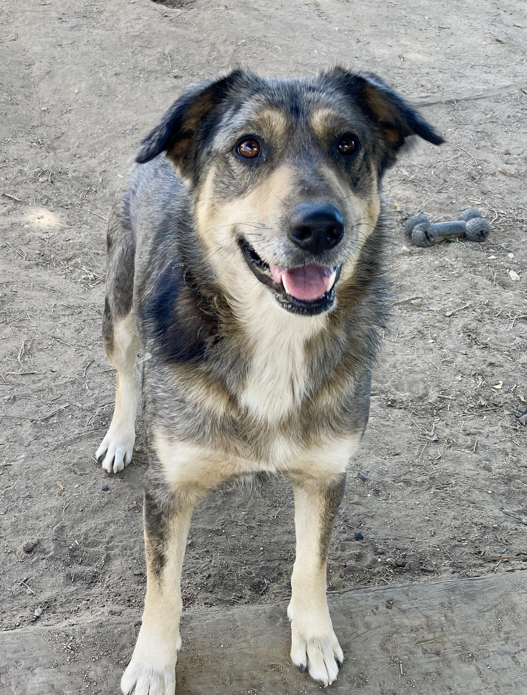 Copper, a ADOPTABLE mixed breed in Camp Pendleton, CA image 5/6
