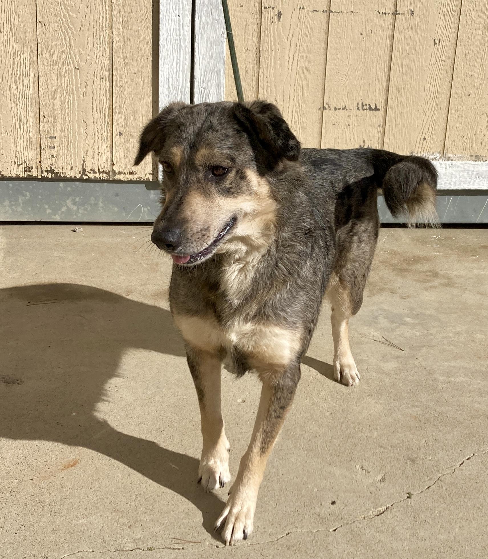 Enlarge Copper, a ADOPTABLE mixed breed in Camp Pendleton, CA image 6/6