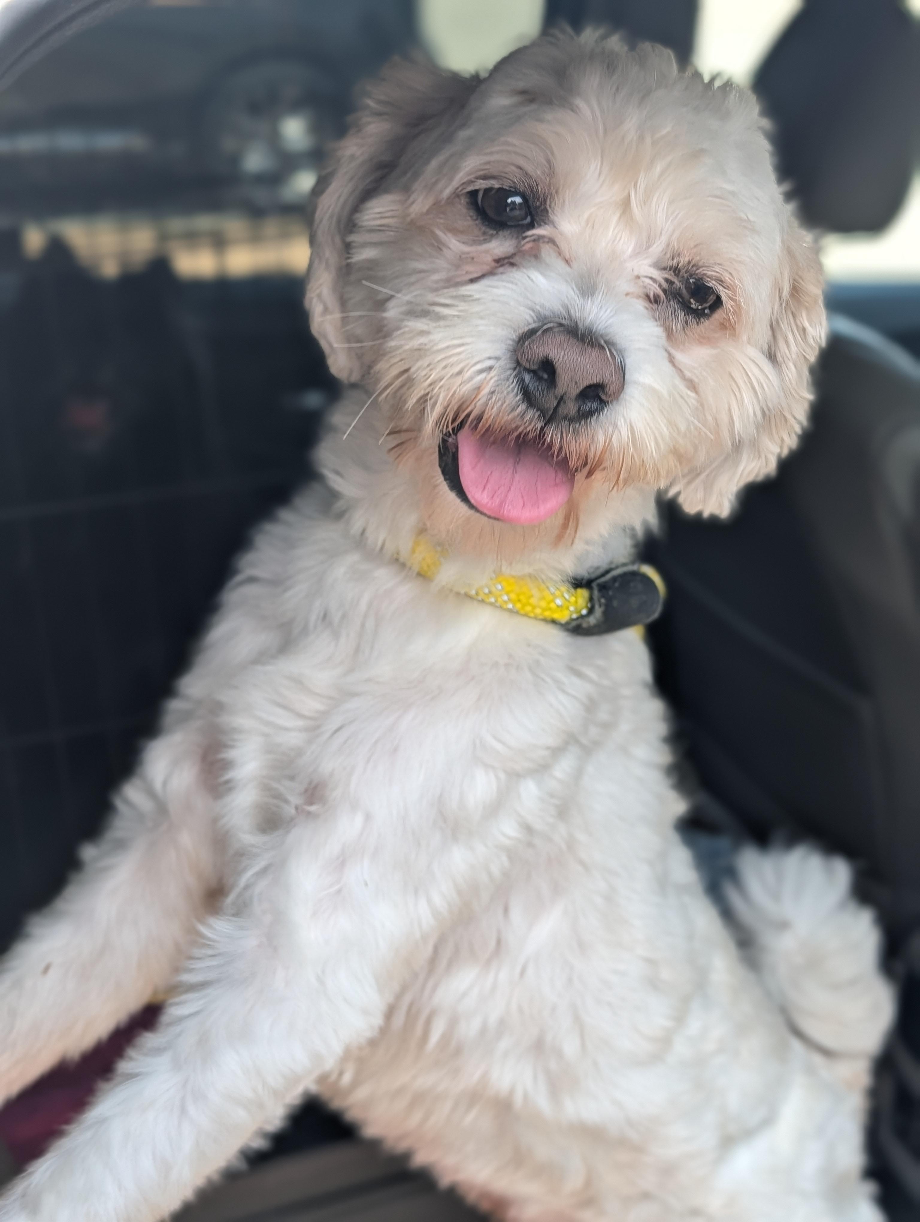 Wishbone, Adoptable, Adult Male Poodle.