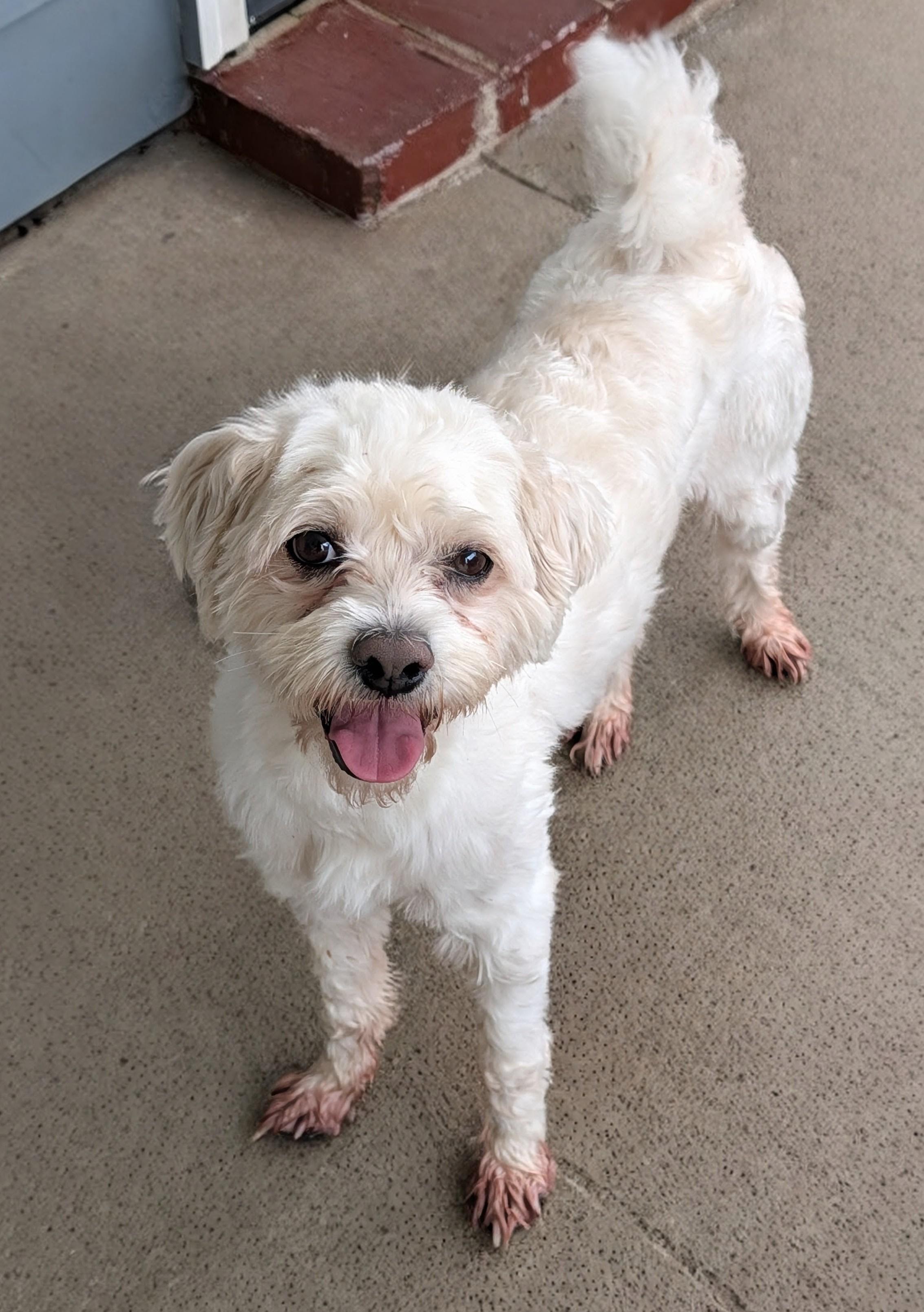 Enlarge Wishbone, a Adoptable mixed breed in Baton Rouge, LA image 3/3