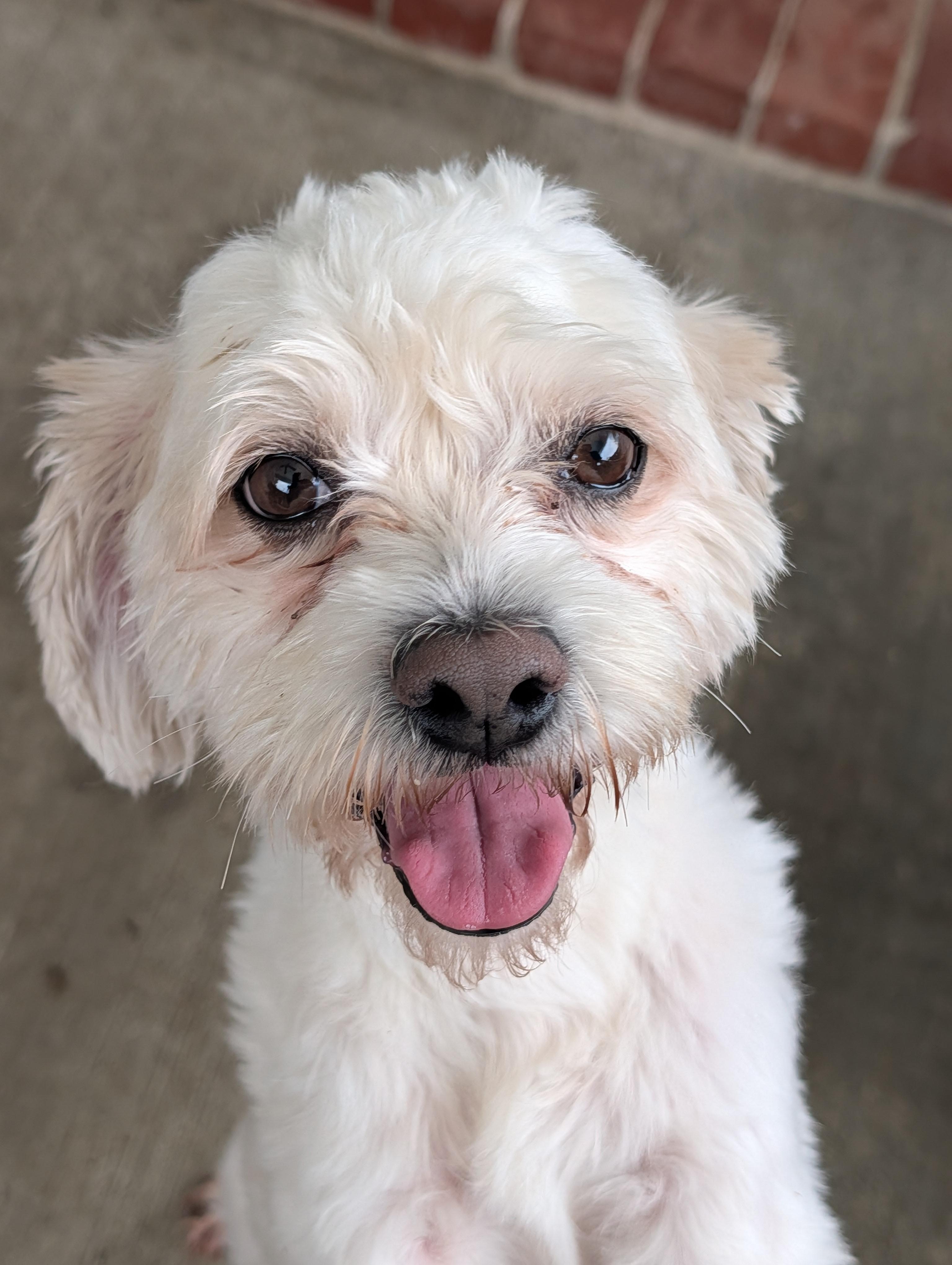 Enlarge Wishbone, a Adoptable mixed breed in Baton Rouge, LA image 2/3