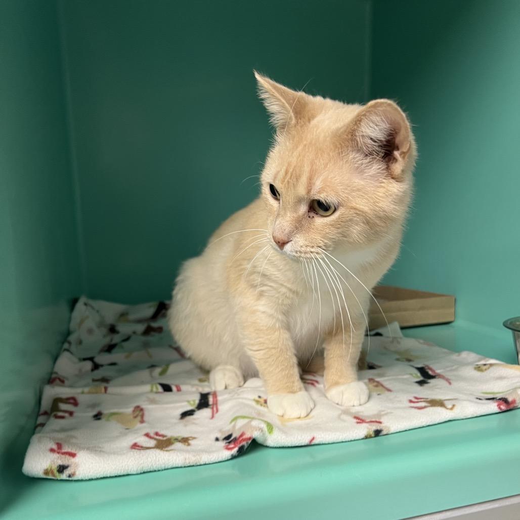 Enlarge Moto, a Adoptable Domestic Short Hair in Owosso, MI image 1/2