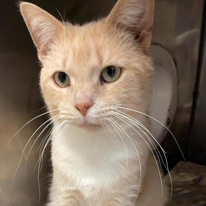 Enlarge Moto, a Adoptable Domestic Short Hair in Owosso, MI image 2/2