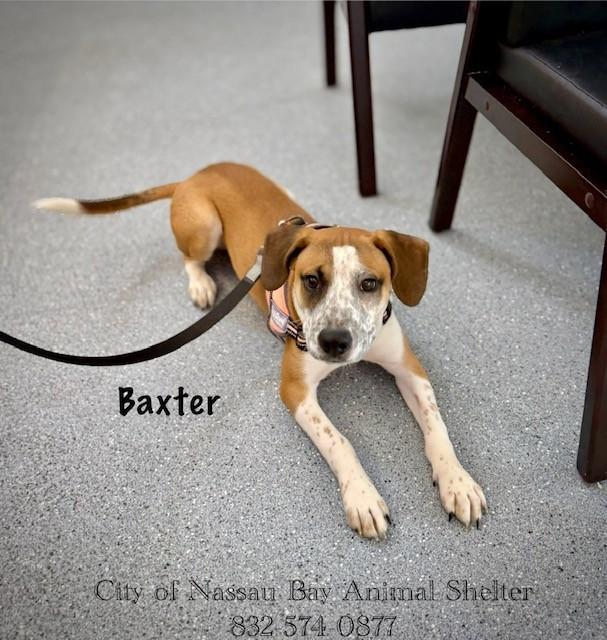 Enlarge C45-25 Baxter, a Adopted mixed breed in Nassau Bay, TX image 4/5
