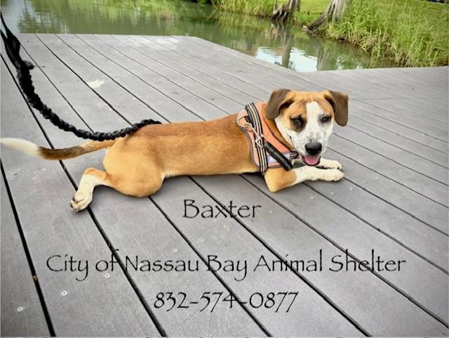 Enlarge C45-25 Baxter, a Adopted mixed breed in Nassau Bay, TX image 3/5