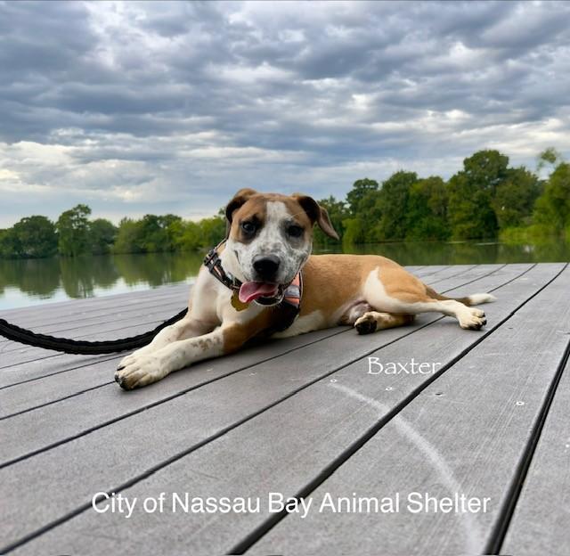 C45-25 Baxter, Adopted, Young Male Beagle & English Coonhound.