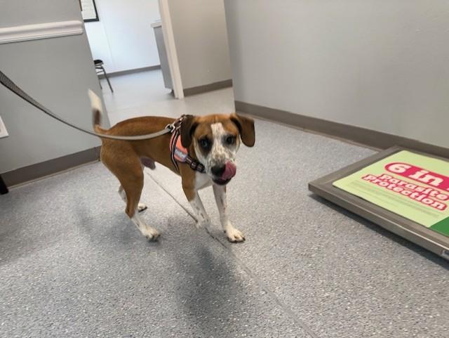 Enlarge C45-25 Baxter, a Adopted mixed breed in Nassau Bay, TX image 5/5