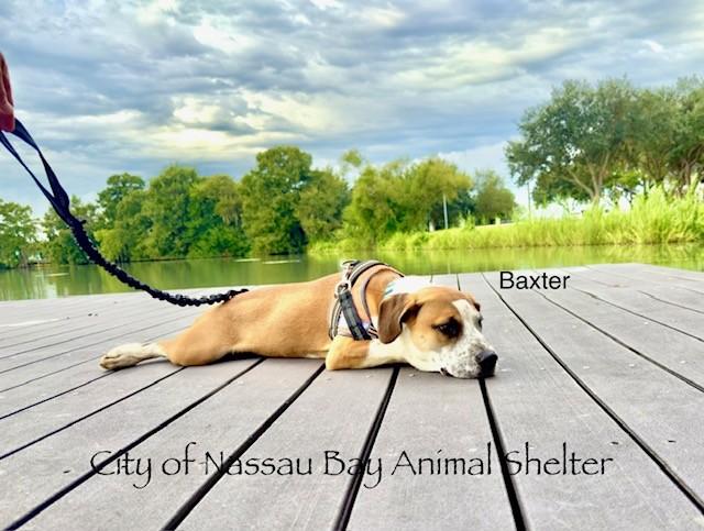 Enlarge C45-25 Baxter, a Adopted mixed breed in Nassau Bay, TX image 2/5