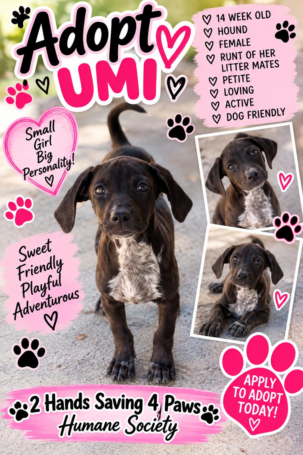 Umi, Adoptable, Puppy Female Hound.