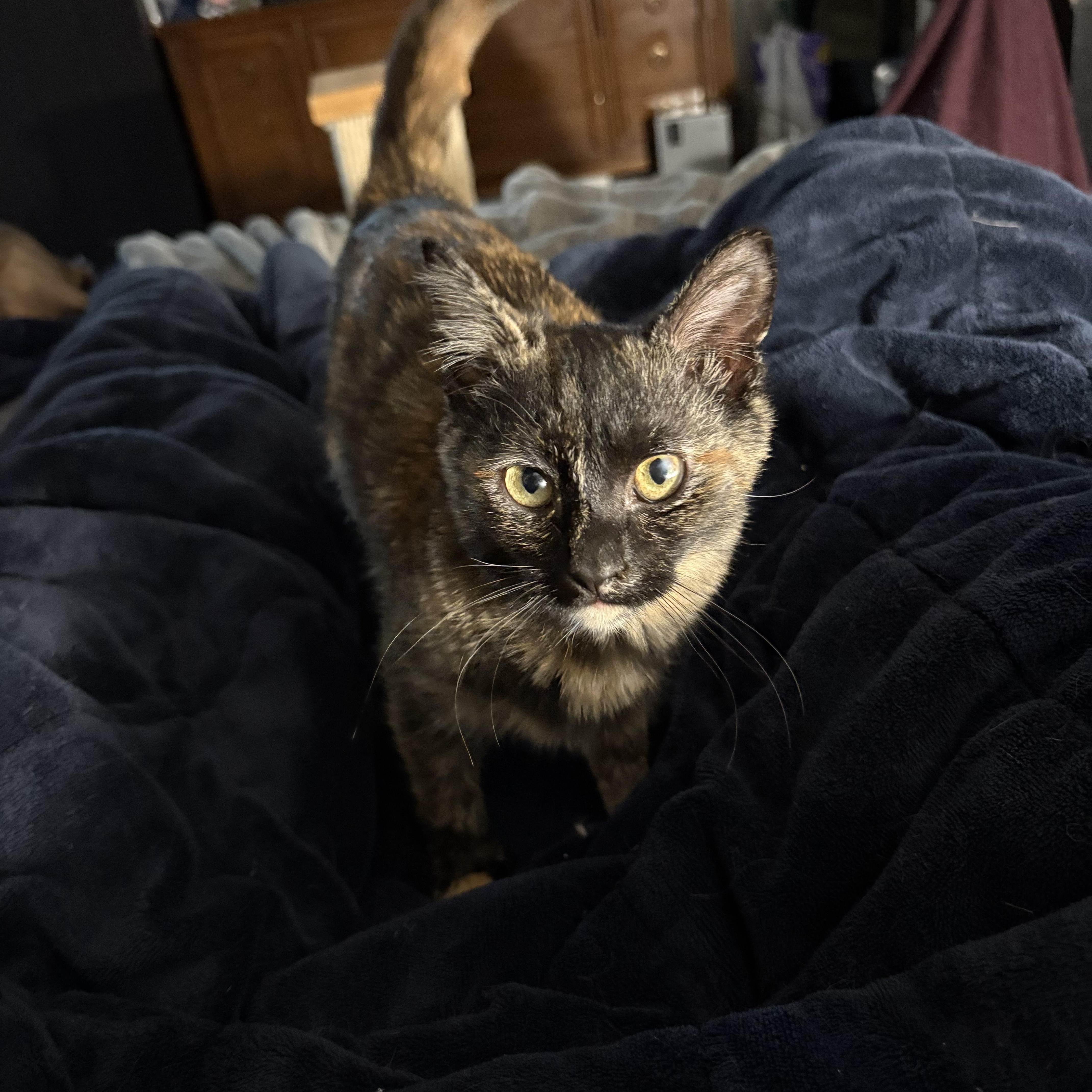 Enlarge Turtle, a Adoptable Domestic Short Hair in Chesapeake Beach, MD image 2/6