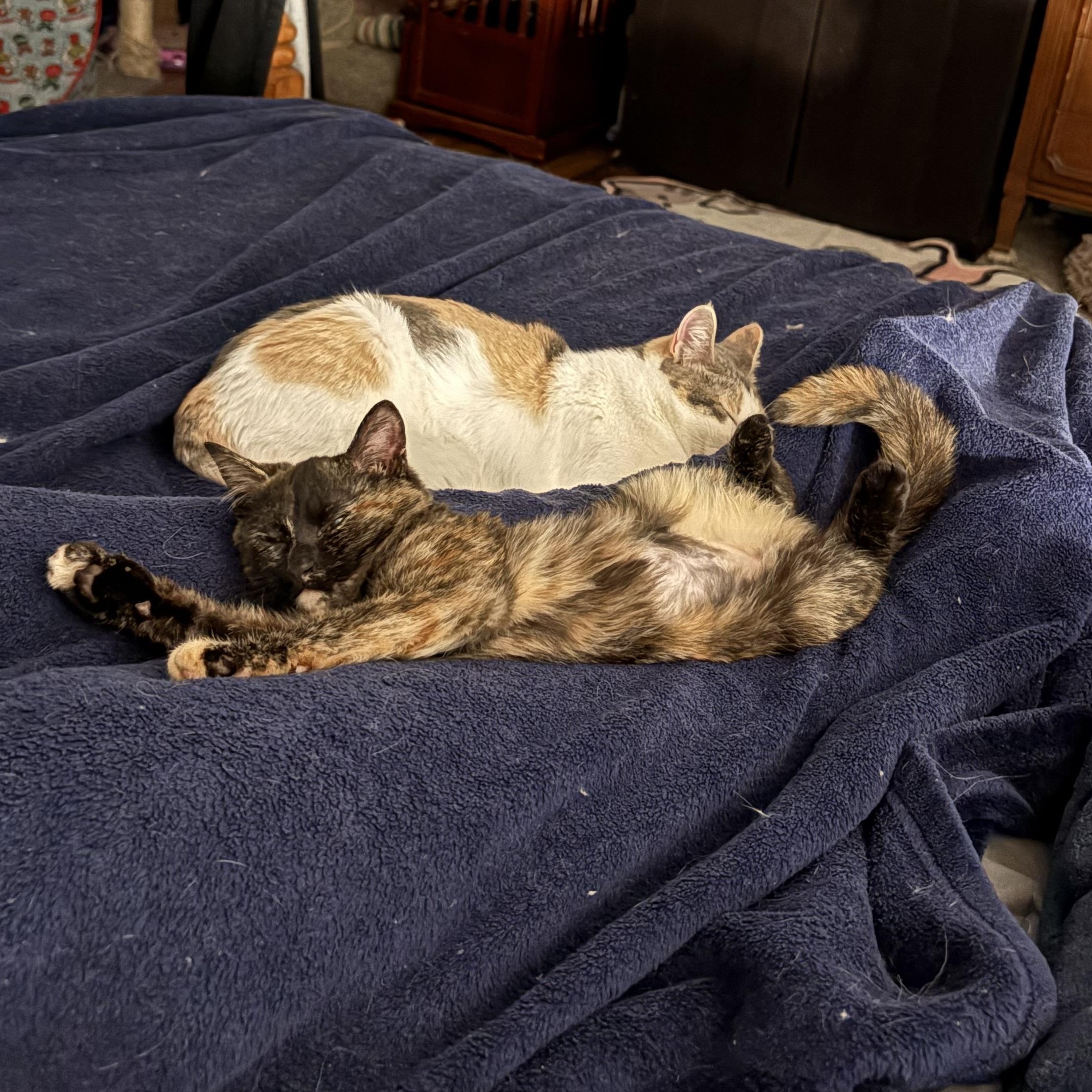 Enlarge Turtle, a Adoptable Domestic Short Hair in Chesapeake Beach, MD image 5/6